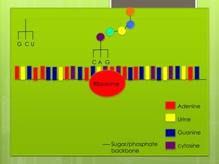 G CU


       CA G


       Ribosome



                                Adenine

                                Urine

                                Guanine

              Sugar/phosphate   cytosine
              backbone
 