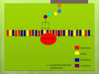 CA G



Ribosome


                         Adenine

                         Urine

                         Guanine

       Sugar/phosphate   cytosine
       backbone
 