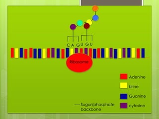 C A GU G U



 Ribosome


                       Adenine

                       Urine

                       Guanine

     Sugar/phosphate   cytosine
     backbone
 