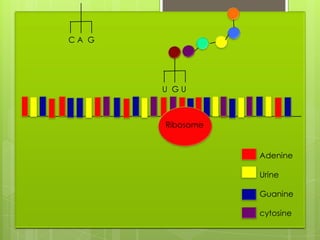 CA G




       U GU



       Ribosome


                  Adenine

                  Urine

                  Guanine

                  cytosine
 