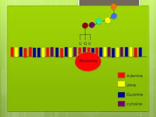 U GU



Ribosome


           Adenine

           Urine

           Guanine

           cytosine
 