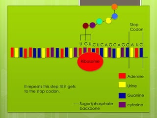 Stop
                                                       Codon


                                    U GUCUCAGCAGC A UC



                                    Ribosome


                                                      Adenine

It repeats this step till it gets                     Urine
to the stop codon.
                                                      Guanine

                                    Sugar/phosphate   cytosine
                                    backbone
 