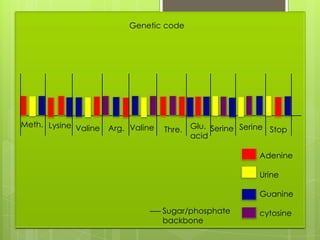 Genetic code




Meth. Lysine Valine   Arg. Valine           Glu. Serine Serine Stop
                                    Thre.
                                            acid

                                                            Adenine

                                                            Urine

                                                            Guanine

                                    Sugar/phosphate         cytosine
                                    backbone
 