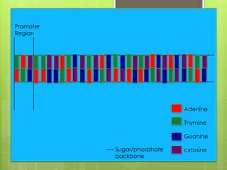 Promoter
Region




                             Adenine

                             Thymine

                             Guanine

           Sugar/phosphate   cytosine
           backbone
 