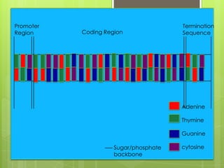 Promoter                               Termination
Region     Coding Region               Sequence




                                       Adenine

                                       Thymine

                                       Guanine

                     Sugar/phosphate   cytosine
                     backbone
 