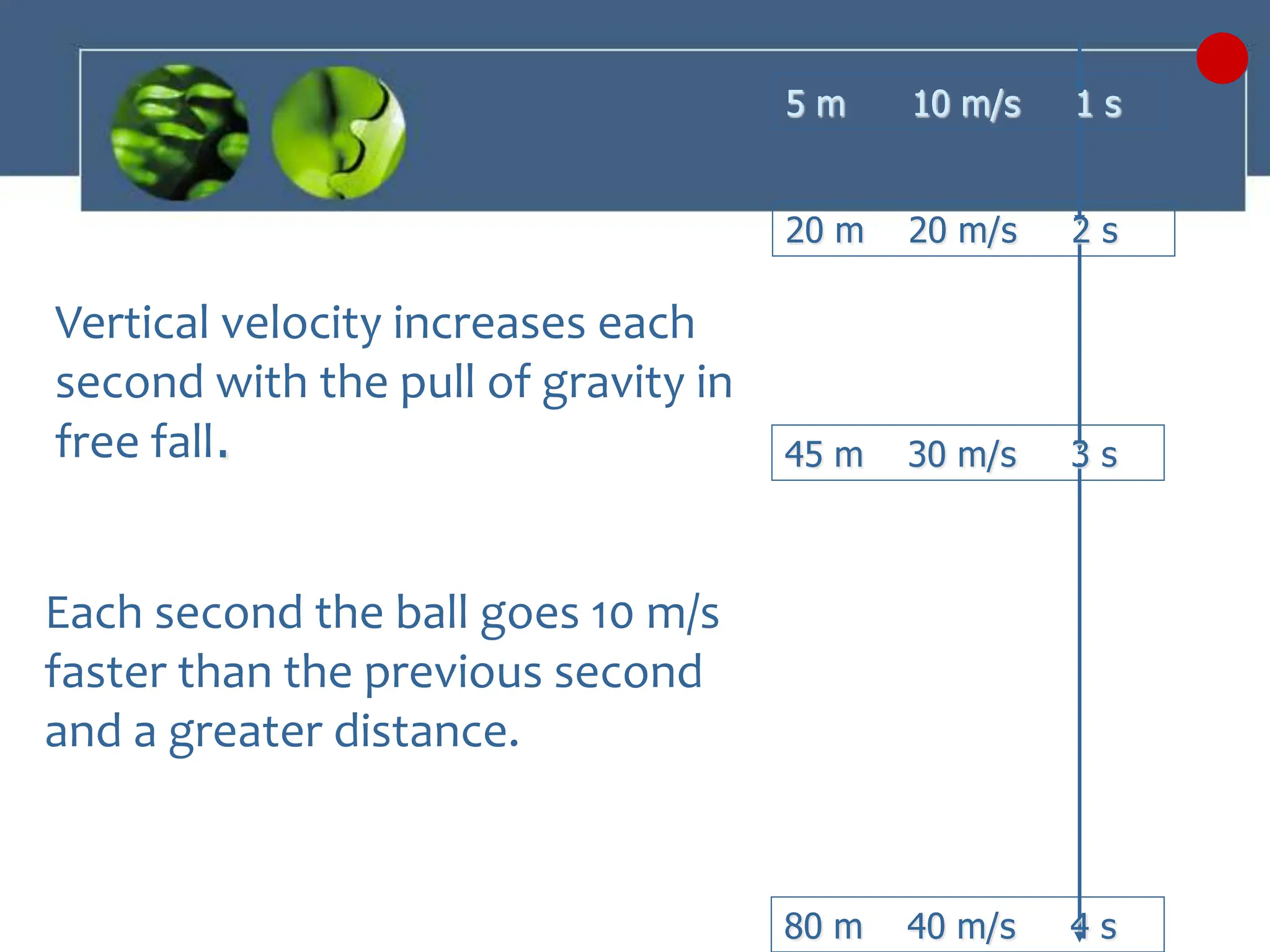 Vertical velocity increases each
second with the pull of gravity in
free fall.
Each second the ball goes 10 m/s
faster than the previous second
and a greater distance.
5 m 10 m/s 1 s
20 m 20 m/s 2 s
45 m 30 m/s 3 s
80 m 40 m/s 4 s
 