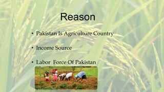 Reason
• Pakistan Is Agriculture Country
• Income Source
• Labor Force Of Pakistan
 
