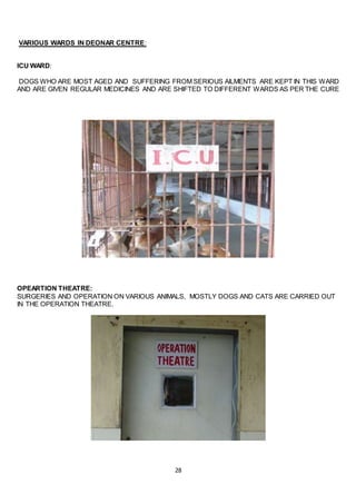 28
VARIOUS WARDS IN DEONAR CENTRE:
ICU WARD:
DOGS WHO ARE MOST AGED AND SUFFERING FROM SERIOUS AILMENTS ARE KEPT IN THIS WARD
AND ARE GIVEN REGULAR MEDICINES AND ARE SHIFTED TO DIFFERENT WARDS AS PER THE CURE
OPEARTION THEATRE:
SURGERIES AND OPERATION ON VARIOUS ANIMALS, MOSTLY DOGS AND CATS ARE CARRIED OUT
IN THE OPERATION THEATRE.
 