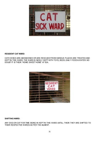31
RESIDENT CAT WARD:
CATS WHICH ARE ABONDONED OR ARE RESCUED FROM VARIOUS PLACES ARE TREATED AND
KEPT IN THIS WARD, THE WARD IS NICELY KEPT WITH TOYS, BEDS, DAILY FOOD & WATER. NO
DOUBT IT IS THEIR “HOME SWEET HOME” AT IDA.
SHIFTING WARD:
ANY DOG OR CAT FOR TIME BEING IN KEPT IN THIS WARD UNTILL THEIR THEY ARE SHIFTED TO
THEIR RESPECTIVE WARDS AS PER THE AILMENT.
 
