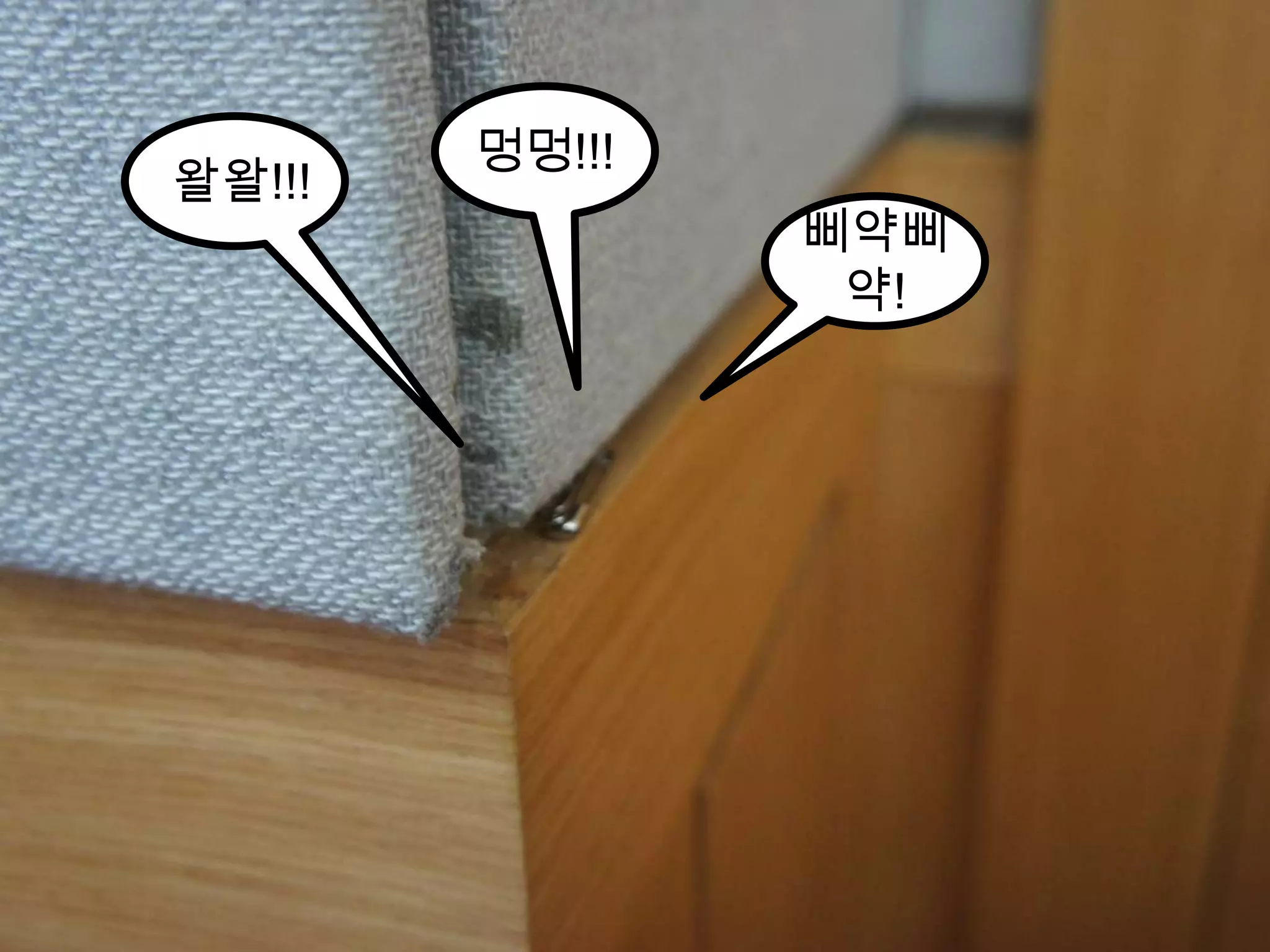 멍멍!!!왈왈!!!삐약삐약!