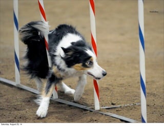 SheltieBoy
Saturday, August 23, 14
 