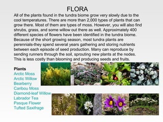 FLORA
All of the plants found in the tundra biome grow very slowly due to the
cool temperatures. There are more than 2,000 types of plants that can
grow there. Most of them are types of moss. However, you will also find
shrubs, grass, and some willow out there as well. Approximately 400
different species of flowers have been identified in the tundra biome.
Because of the short growing season, most tundra plants are
perennials-they spend several years gathering and storing nutrients
between each episode of seed production. Many can reproduce by
sending runners through the soil, sprouting new plants at the nodes.
This is less costly than blooming and producing seeds and fruits.

Plants
Arctic Moss
Arctic Willow
Bearberry
Caribou Moss
Diamond-leaf Willow
Labrador Tea
Pasque Flower
Tufted Saxifrage
 