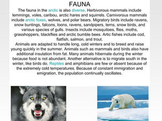 FAUNA
    The fauna in the arctic is also diverse. Herbivorous mammals include
 lemmings, voles, caribou, arctic hares and squirrels. Carnivorous mammals
include arctic foxes, wolves, and polar bears. Migratory birds include ravens,
  snow buntings, falcons, loons, ravens, sandpipers, terns, snow birds, and
      various species of gulls. Insects include mosquitoes, flies, moths,
  grasshoppers, blackflies and arctic bumble bees. Artic fishes include cod,
                            flatfish, salmon, and trout.
   Animals are adapted to handle long, cold winters and to breed and raise
young quickly in the summer. Animals such as mammals and birds also have
   additional insulation from fat. Many animals hibernate during the winter
 because food is not abundant. Another alternative is to migrate south in the
 winter, like birds do. Reptiles and amphibians are few or absent because of
   the extremely cold temperatures. Because of constant immigration and
                 emigration, the population continually oscillates.
 