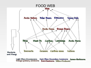 FOOD WEB
 