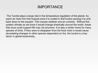 IMPORTANCE

 The Tundra plays a large role in the temperature regulation of the planet. As
warm air rises from the tropical zone it is cooled in theTundra causing it to sink
back down to the equator. This causes weather and air currents. Without this
system climate as we know it would change drastically around the world. Areas
that once could support life may not anymore. It is also a winter home for many
species of birds. If they were to disappear from the food chain it would cause
devastating changes to other species dependent on the. the tundra is a key
factor in global biodiversity.
 