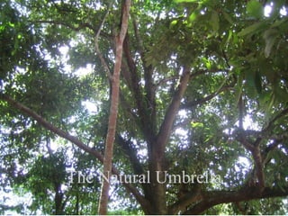The Natural Umbrella
