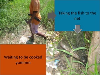 Waiting to be cooked
yummm
Taking the fish to the
net