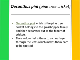 Oecanthus pini (pine tree cricket)
• Oecanthus pini which is the pine tree
cricket belongs to the grasshopper family
and then separates out to the family of
crickets.
• Their colour helps them to camouflage
through the leafs which makes them hard
to be spotted
