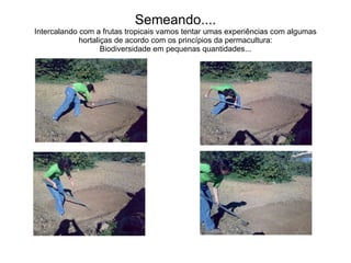 Semeando.... Intercalando com a frutas tropicais vamos tentar umas experiências com algumas hortaliças de acordo com os princípios da permacultura: Biodiversidade em pequenas quantidades... 