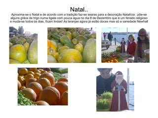 Natal.. Aproxima-se o Natal e de acordo com a tradição faz-se searas para a decoração Natalícia : põe-se alguns grãos de trigo numa tigela com pouca água no dia 8 de Dezembro que é um feriado religioso e muda-se todos os dias, ficam lindas! As laranjas agora já estão doces mas só a variedade Newhall 