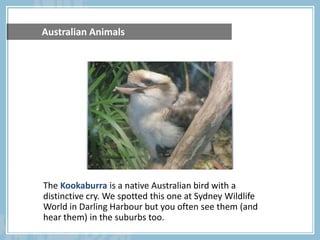	Australian AnimalsTheKookaburrais a native Australian bird with a distinctive cry. We spotted this one at Sydney Wildlife World in Darling Harbour but you often see them (and hear them) in the suburbs too.