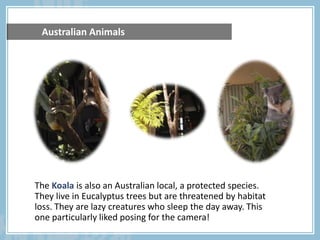 	Australian AnimalsTheKoalais also an Australian local, a protected species. They live in Eucalyptus trees but are threatened by habitat loss. They are lazy creatures who sleep the day away. This one particularly liked posing for the camera! 