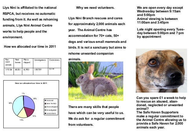 llys nini dogs for adoption