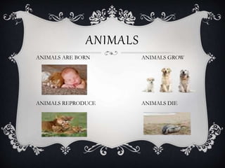 ANIMALS
ANIMALS ARE BORN ANIMALS GROW
ANIMALS REPRODUCE ANIMALS DIE
 