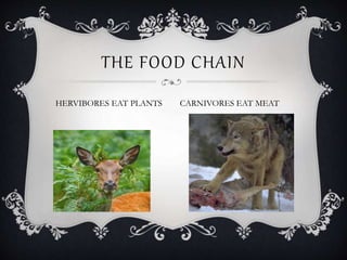 HERVIBORES EAT PLANTS
THE FOOD CHAIN
CARNIVORES EAT MEAT
 
