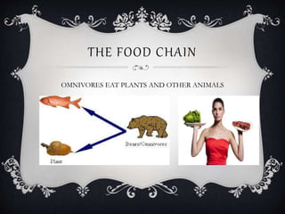 THE FOOD CHAIN
OMNIVORES EAT PLANTS AND OTHER ANIMALS
 