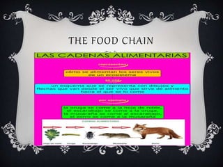 THE FOOD CHAIN
 