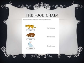 THE FOOD CHAIN
 