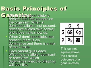 Basic Principles of Genetics When a dominant allele is present that trait appears on the organism. When a dominant allele is not present, recessive alleles take control and those traits show up. When 2 dominant alleles are present, there is co-dominance and there is a mix of the 2 traits. Each parent gives each offspring one allele, dominant or recessive, which determines what the offspring will look like. This punnett square shows the possible outcomes of a genetic cross. 