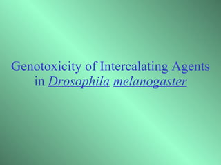 Genotoxicity of Intercalating Agents in  Drosophila   melanogaster 