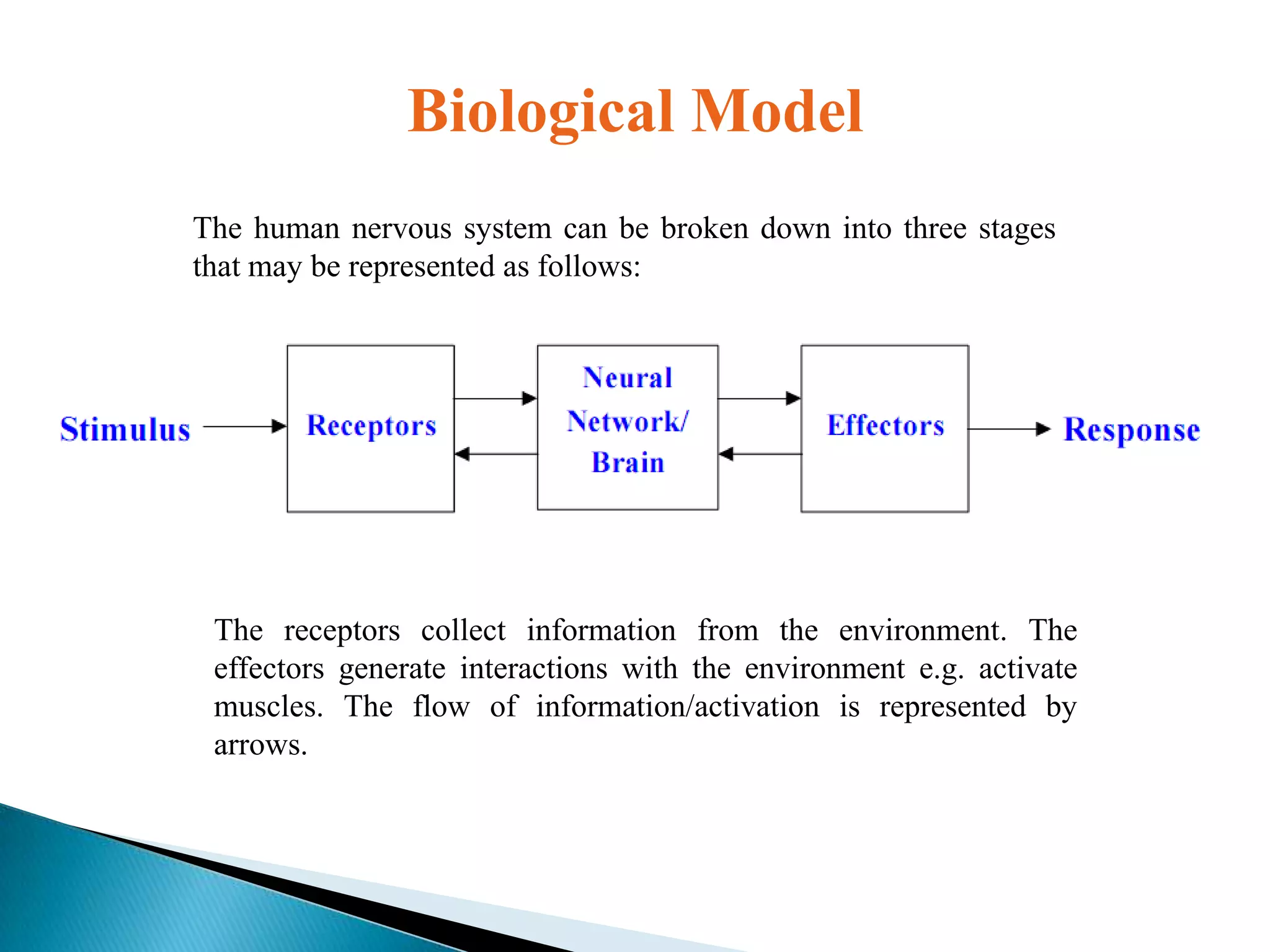 Biological Model
The human nervous system can be broken down into three stages
that may be represented as follows:

The receptors collect information from the environment. The
effectors generate interactions with the environment e.g. activate
muscles. The flow of information/activation is represented by
arrows.

 