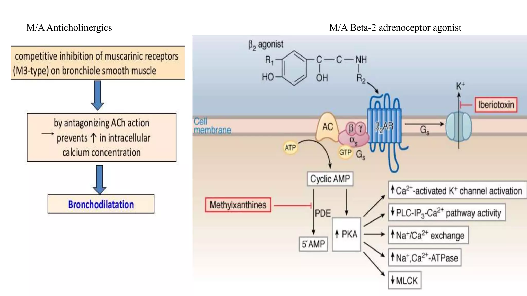 M/AAnticholinergics M/A Beta-2 adrenoceptor agonist
 