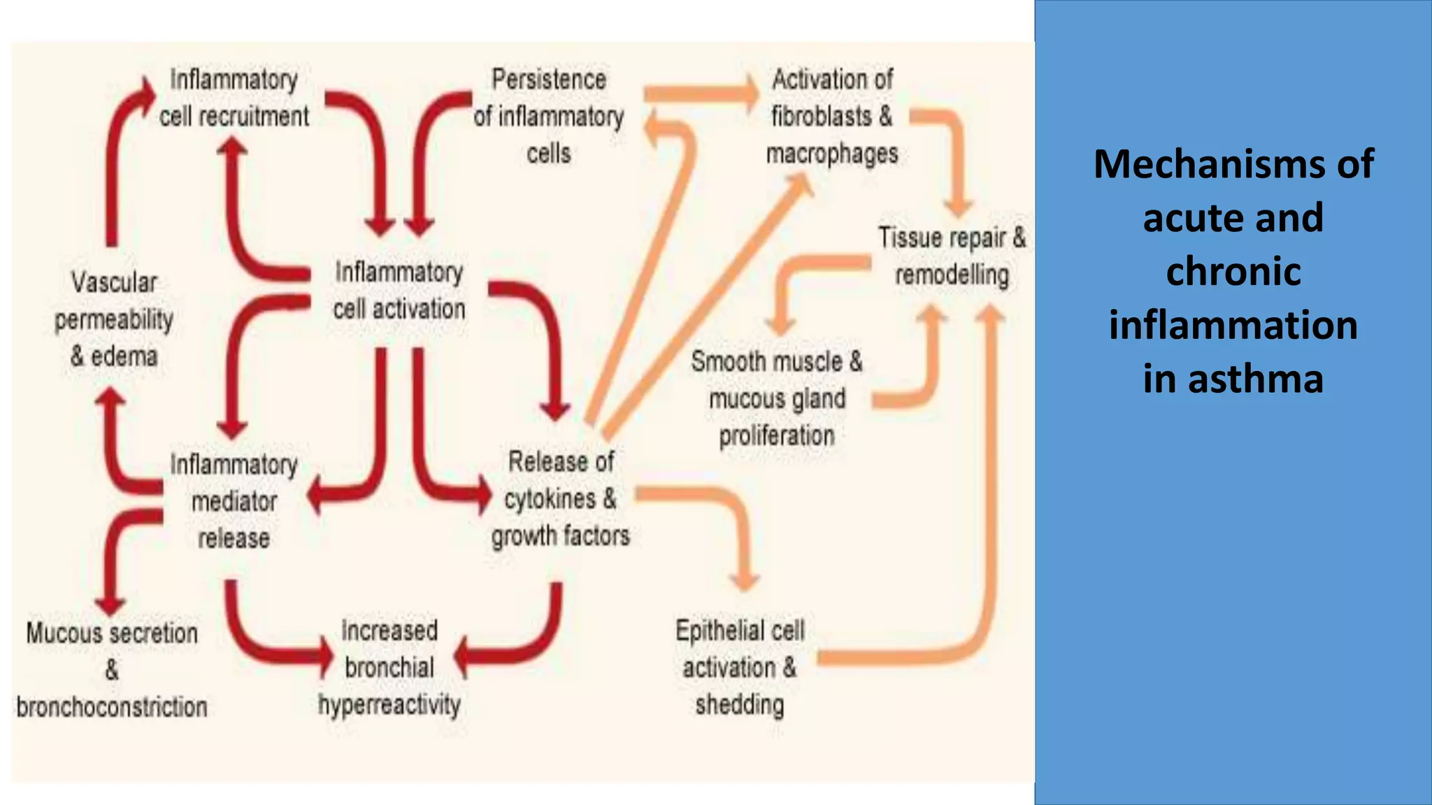 Mechanisms of
acute and
chronic
inflammation
in asthma
 