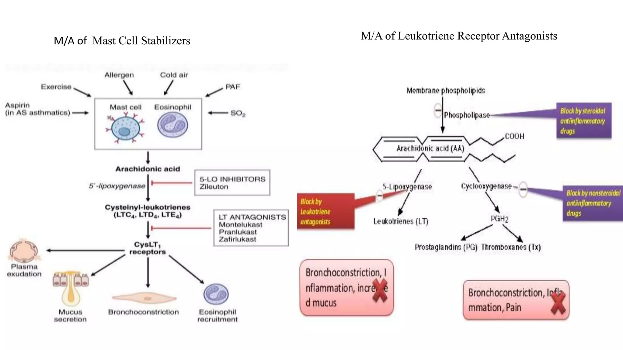 M/A of Mast Cell Stabilizers M/A of Leukotriene Receptor Antagonists
 