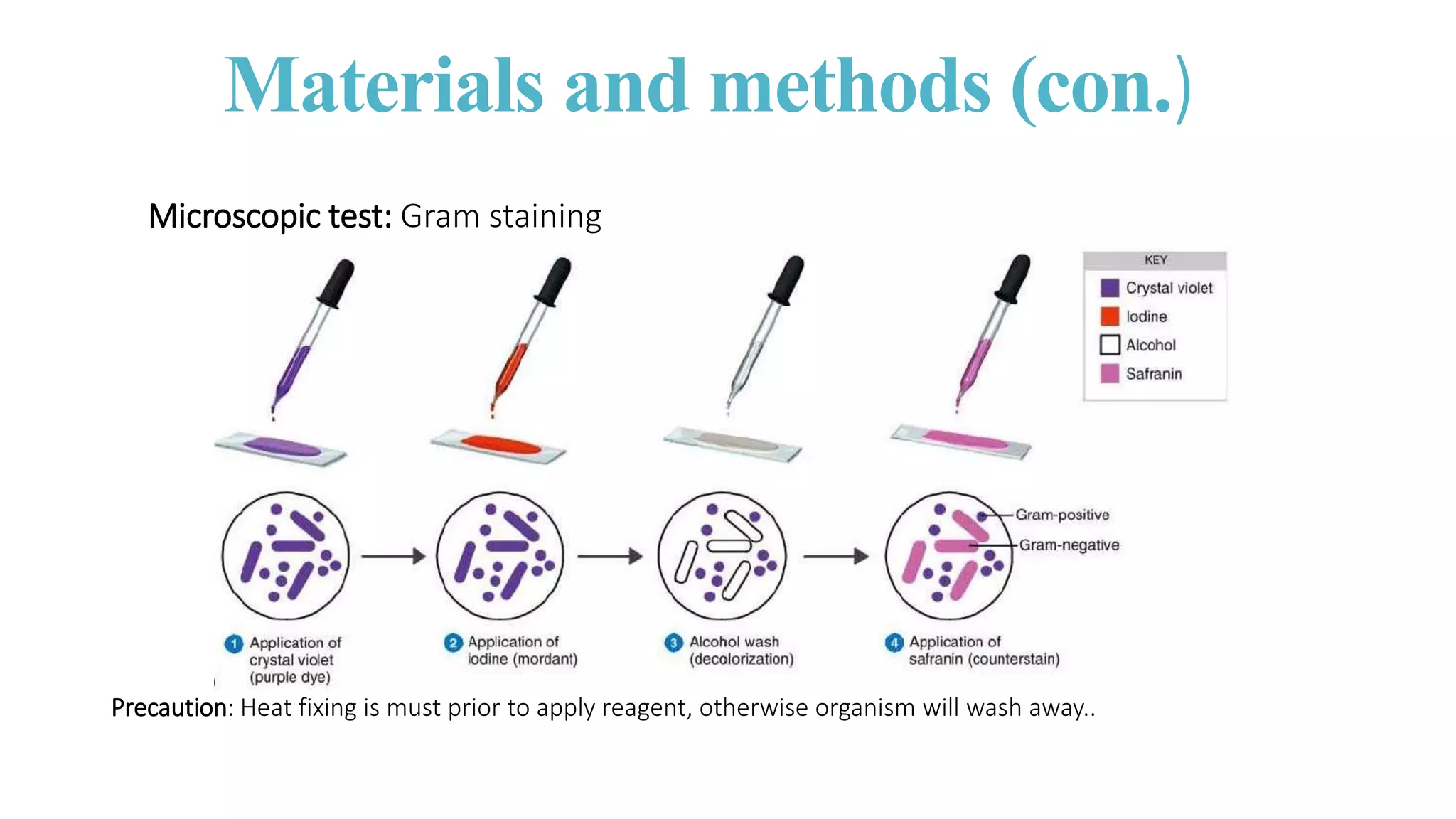 Isolation , Identification and Enumeration of Bacteria from Street Food ...