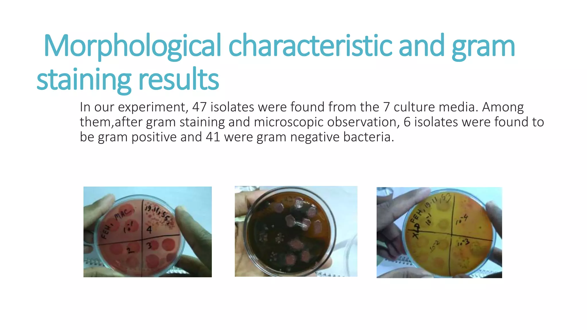 Isolation , Identification and Enumeration of Bacteria from Street Food ...
