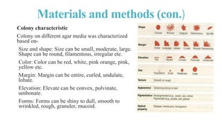 Isolation , Identification and Enumeration of Bacteria from Street Food ...