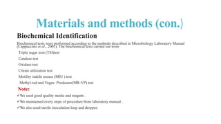 Isolation , Identification and Enumeration of Bacteria from Street Food ...