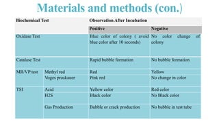 Isolation , Identification and Enumeration of Bacteria from Street Food ...