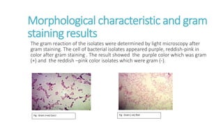 Isolation , Identification and Enumeration of Bacteria from Street Food ...