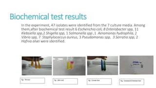 Isolation , Identification and Enumeration of Bacteria from Street Food ...