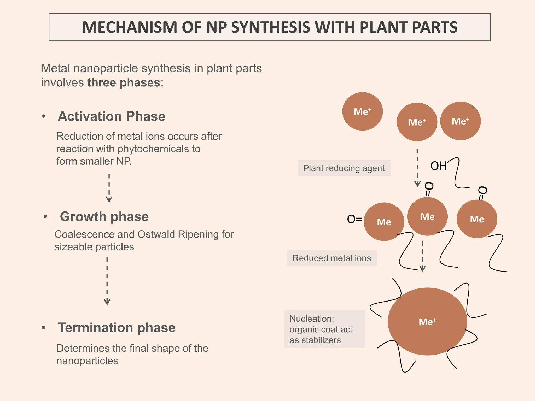 Me+
Me+
Me+
• Growth phase
• Activation Phase
• Termination phase
Metal nanoparticle synthesis in plant parts
involves three phases:
MECHANISM OF NP SYNTHESIS WITH PLANT PARTS
Reduction of metal ions occurs after
reaction with phytochemicals to
form smaller NP.
OH
Me
Me Me
O=
Me+
Coalescence and Ostwald Ripening for
sizeable particles
Determines the final shape of the
nanoparticles
Plant reducing agent
Nucleation:
organic coat act
as stabilizers
Reduced metal ions
 