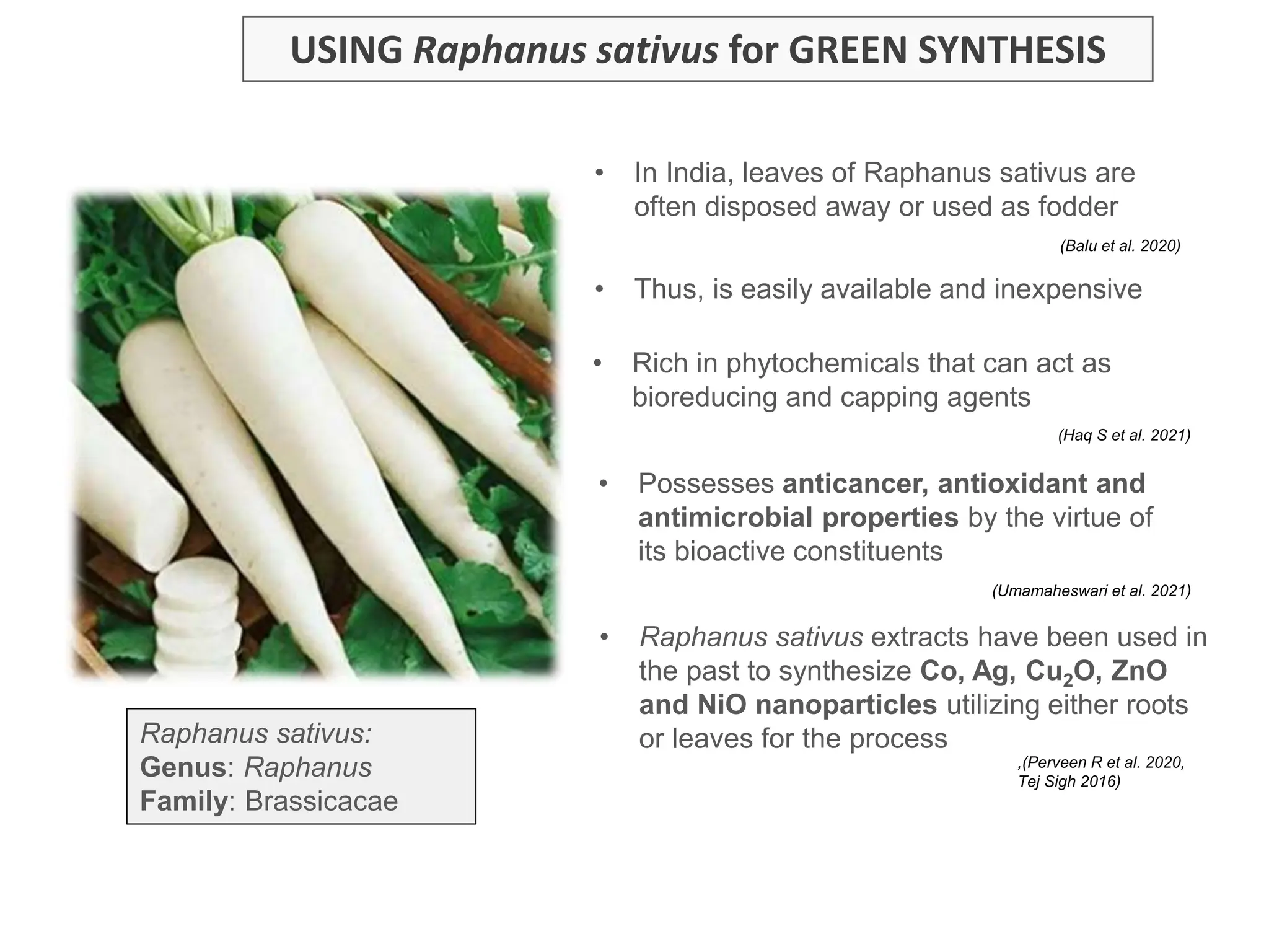 USING Raphanus sativus for GREEN SYNTHESIS
• In India, leaves of Raphanus sativus are
often disposed away or used as fodder
• Thus, is easily available and inexpensive
• Possesses anticancer, antioxidant and
antimicrobial properties by the virtue of
its bioactive constituents
• Rich in phytochemicals that can act as
bioreducing and capping agents
• Raphanus sativus extracts have been used in
the past to synthesize Co, Ag, Cu2O, ZnO
and NiO nanoparticles utilizing either roots
or leaves for the process
,(Perveen R et al. 2020,
Tej Sigh 2016)
(Balu et al. 2020)
(Umamaheswari et al. 2021)
(Haq S et al. 2021)
Raphanus sativus:
Genus: Raphanus
Family: Brassicacae
 