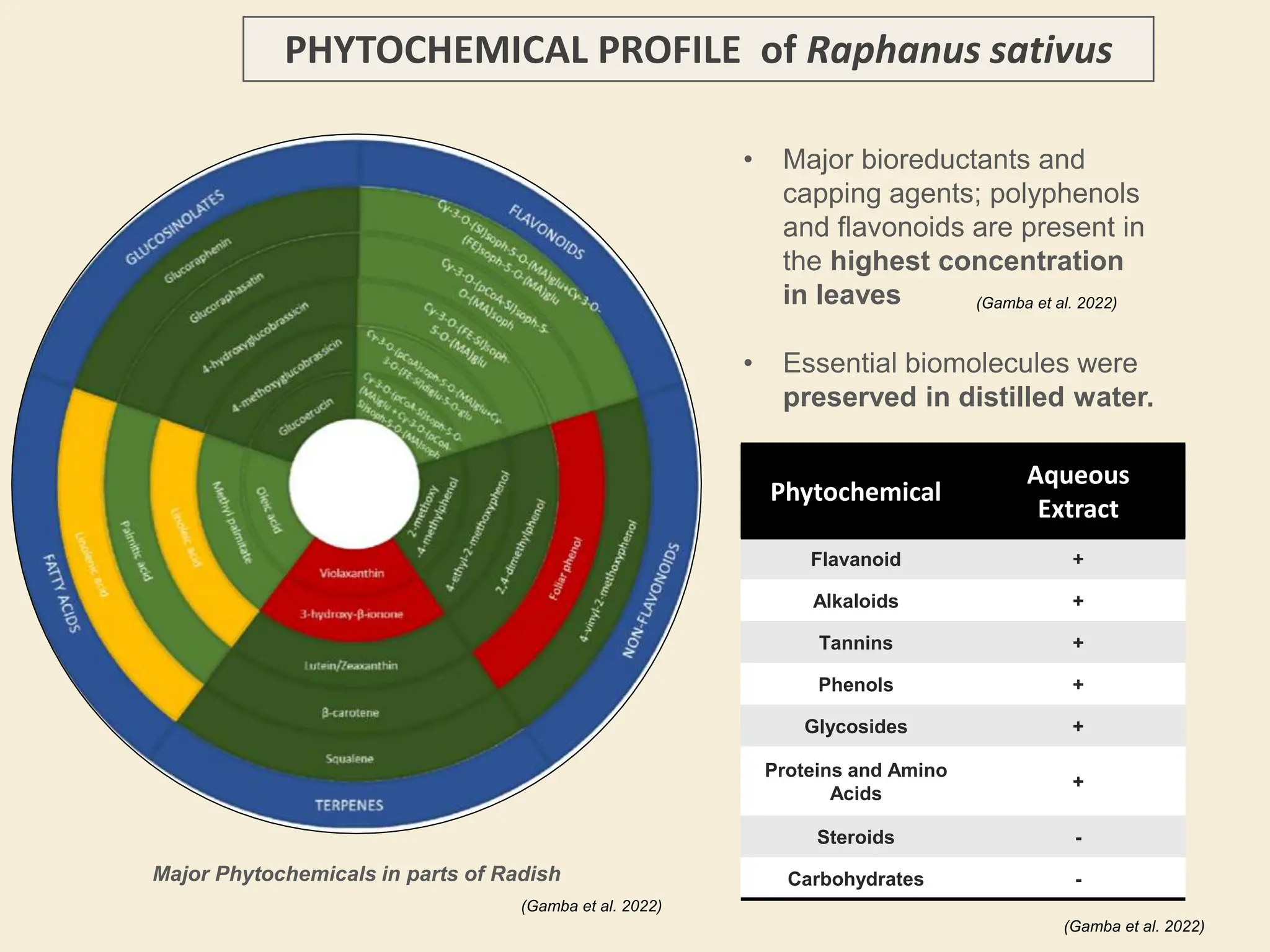 • Major bioreductants and
capping agents; polyphenols
and flavonoids are present in
the highest concentration
in leaves
• Essential biomolecules were
preserved in distilled water.
PHYTOCHEMICAL PROFILE of Raphanus sativus
Phytochemical
Aqueous
Extract
Flavanoid +
Alkaloids +
Tannins +
Phenols +
Glycosides +
Proteins and Amino
Acids
+
Steroids -
Carbohydrates -
(Gamba et al. 2022)
(Gamba et al. 2022)
(Gamba et al. 2022)
Major Phytochemicals in parts of Radish
 