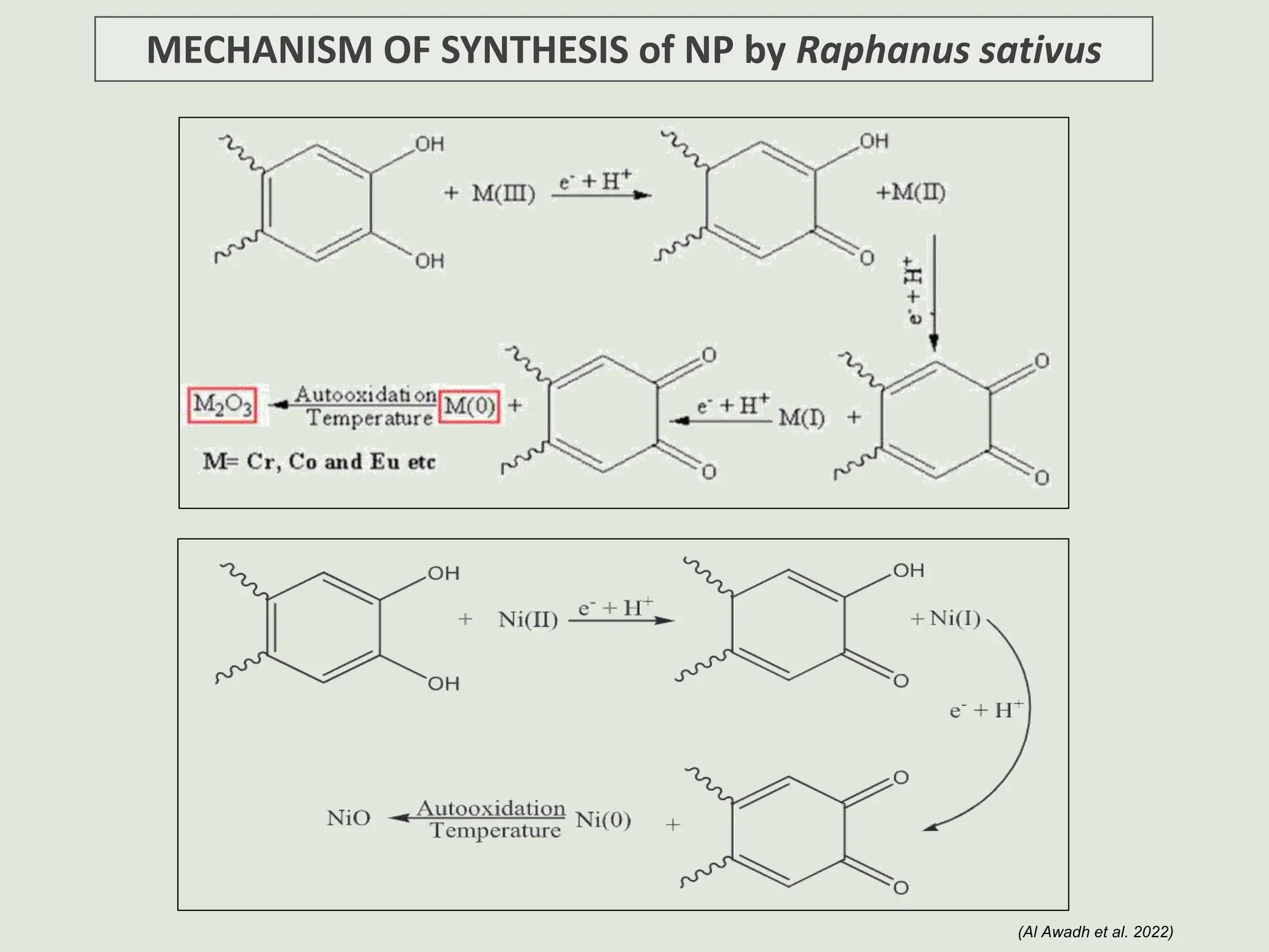 MECHANISM OF SYNTHESIS of NP by Raphanus sativus
(Al Awadh et al. 2022)
 