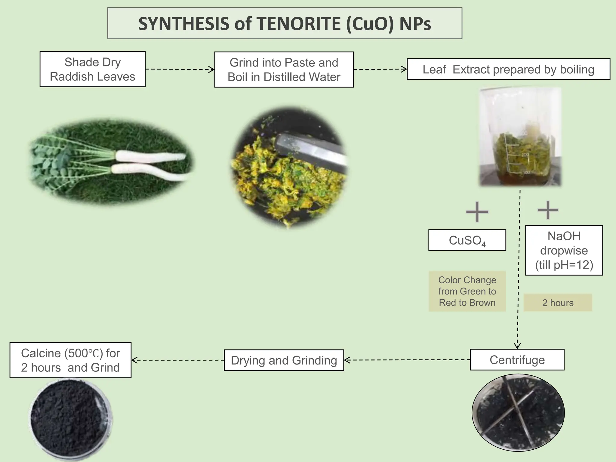 SYNTHESIS of TENORITE (CuO) NPs
CuSO4
Leaf Extract prepared by boiling
Shade Dry
Raddish Leaves
Grind into Paste and
Boil in Distilled Water
NaOH
dropwise
(till pH=12)
2 hours
Centrifuge
Drying and Grinding
Calcine (500℃) for
2 hours and Grind
Color Change
from Green to
Red to Brown
 